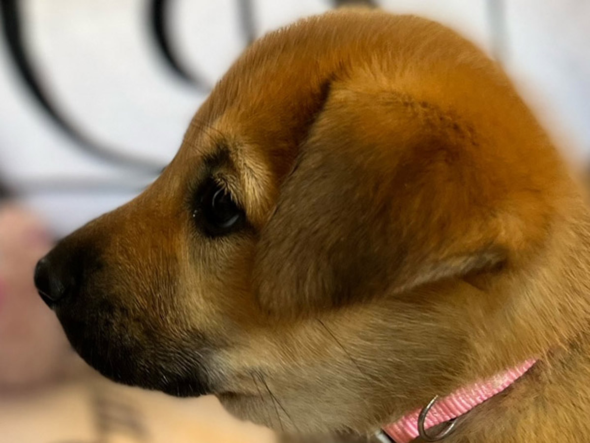 chinook puppy